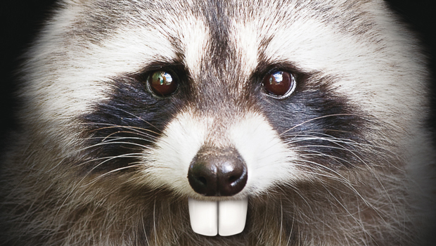 Hiltl_Postkarte_Hasenzaehne