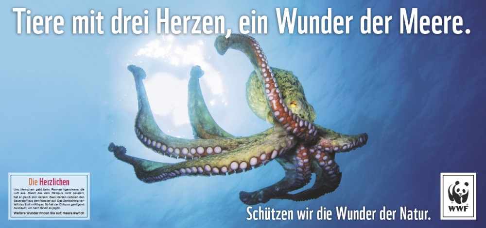 WWF_Octopus_Spinas