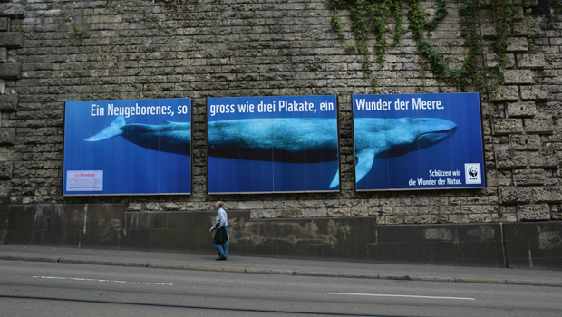 WWF_Riesenbaby_Spinas