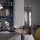 Wundermann_Microsoft