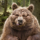 baer_Tierpark_Goldau