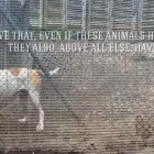 a_Voice_for_the_future_Tierschutz