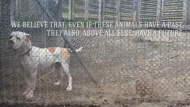 a_Voice_for_the_future_Tierschutz