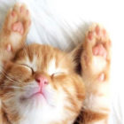 Passivrauch-(c)-posh-Global