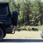 mercedes #explorewildtaiga