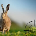 HILTL_Kein_Tier_im_Visier