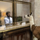 Bosch_LlamaDrama_Bankschalter