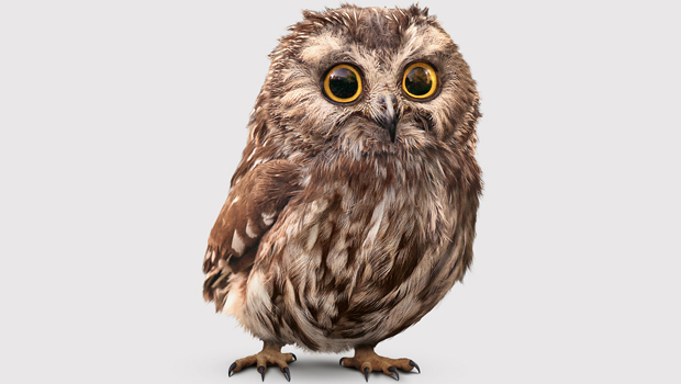 Migros_Eule_Weihnachten