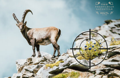 Hiltl Kein Tier im Visier