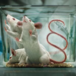 Stiftung für das Tier im Recht (TIR)