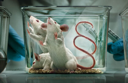 Stiftung für das Tier im Recht (TIR)