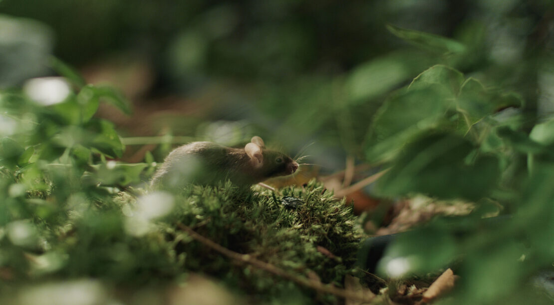 BKW mit Imagekampagne