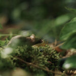 BKW mit Imagekampagne