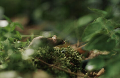 BKW mit Imagekampagne