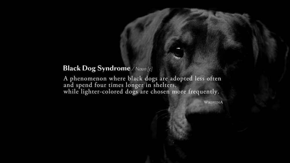 Black Dog Taylor Swift